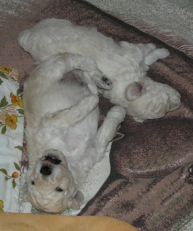 Dorly štěňátka 19. den